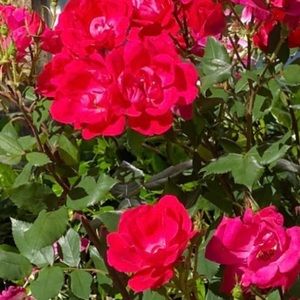 Meet your Posher, Pamela